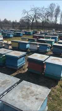 Продам бджолопакети та бджоломатки породи Бакфаст