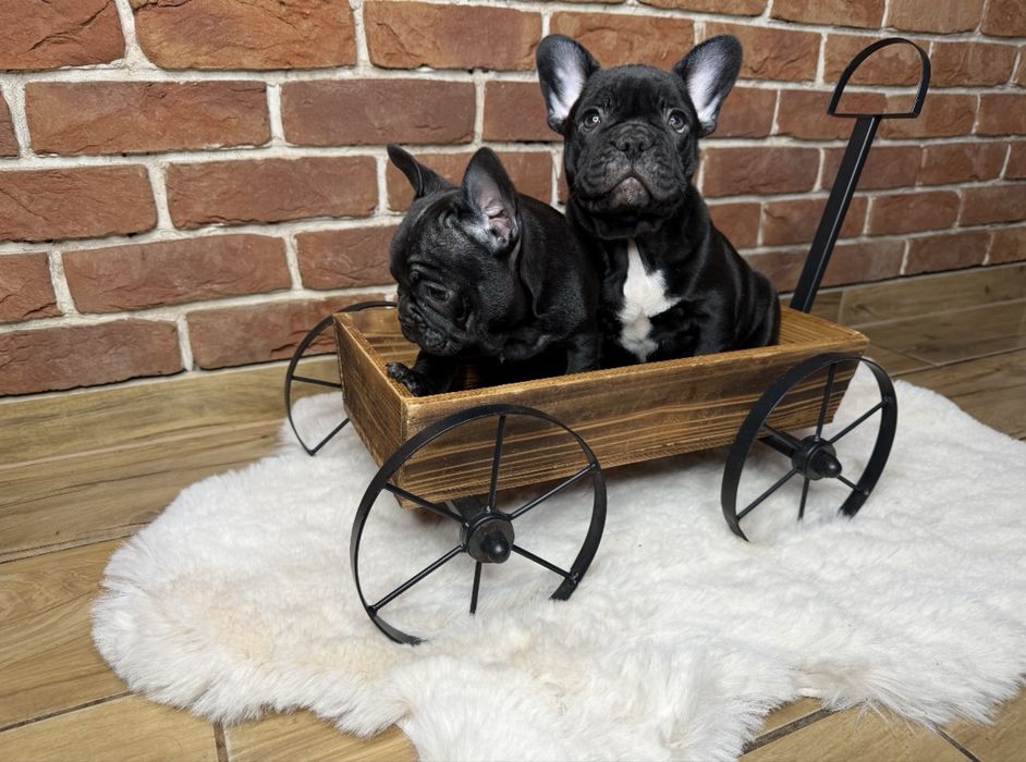 Buldog Francuski szczeniak z rodowodem