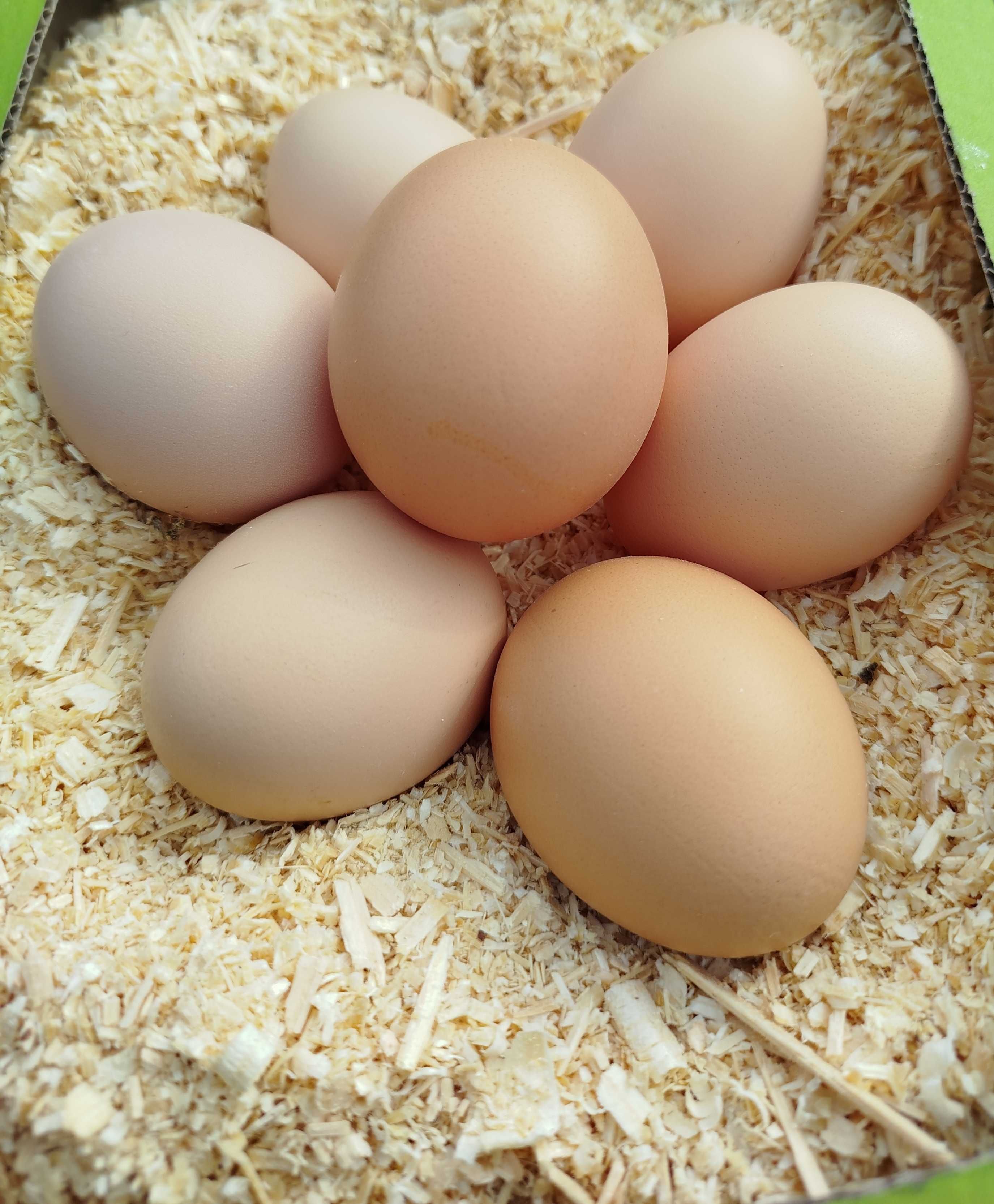 Яйця інкубаційні порід Брама світла, Лівенська ситцева