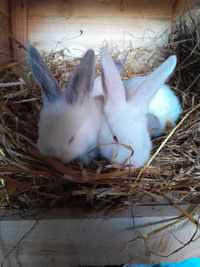 Młode króliki 3,5 miesiaca olbrzymy, kalifornijskie oraz mieszance