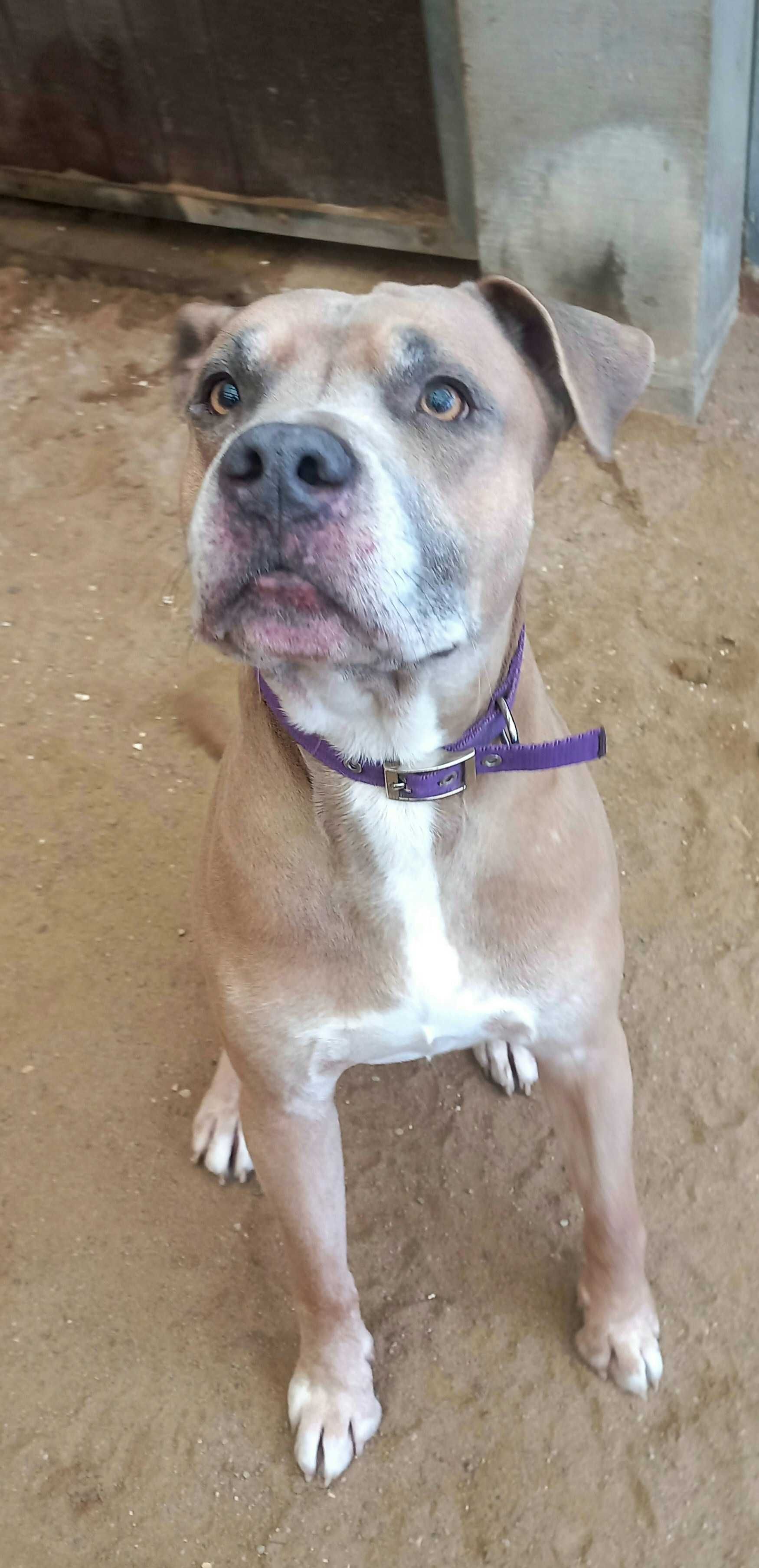 Dingo - amstaff szuka nowego domku