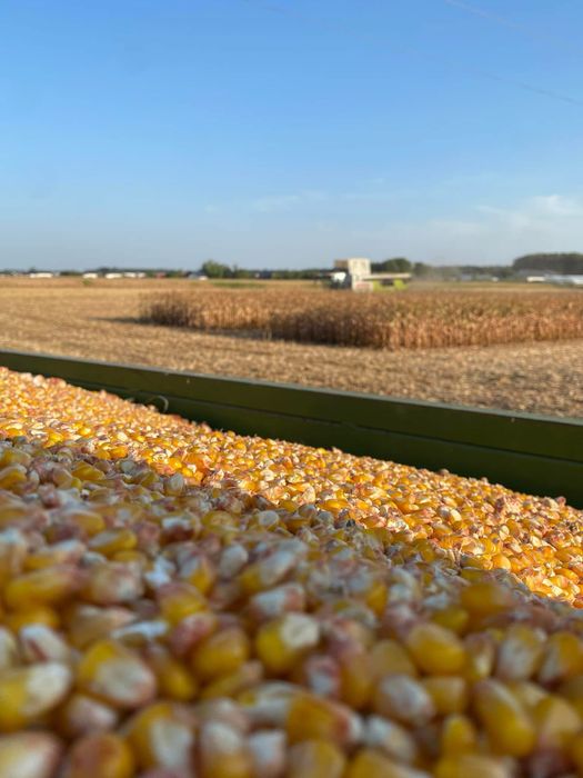 Usługi Rolnicze Siew Koszenie Transport Uprawa