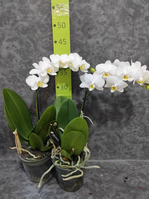 Орхідея біла ,на подарунок