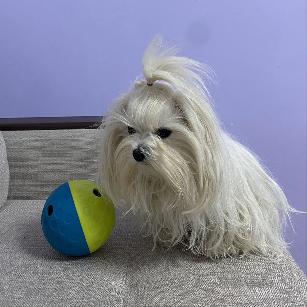 Інтерактивна іграшка для собак Nina Ottosson “TREAT TUMBLE”