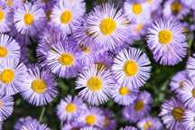 Aster/Gawędka – bylina, doniczka 3 litry, SZKÓŁKA