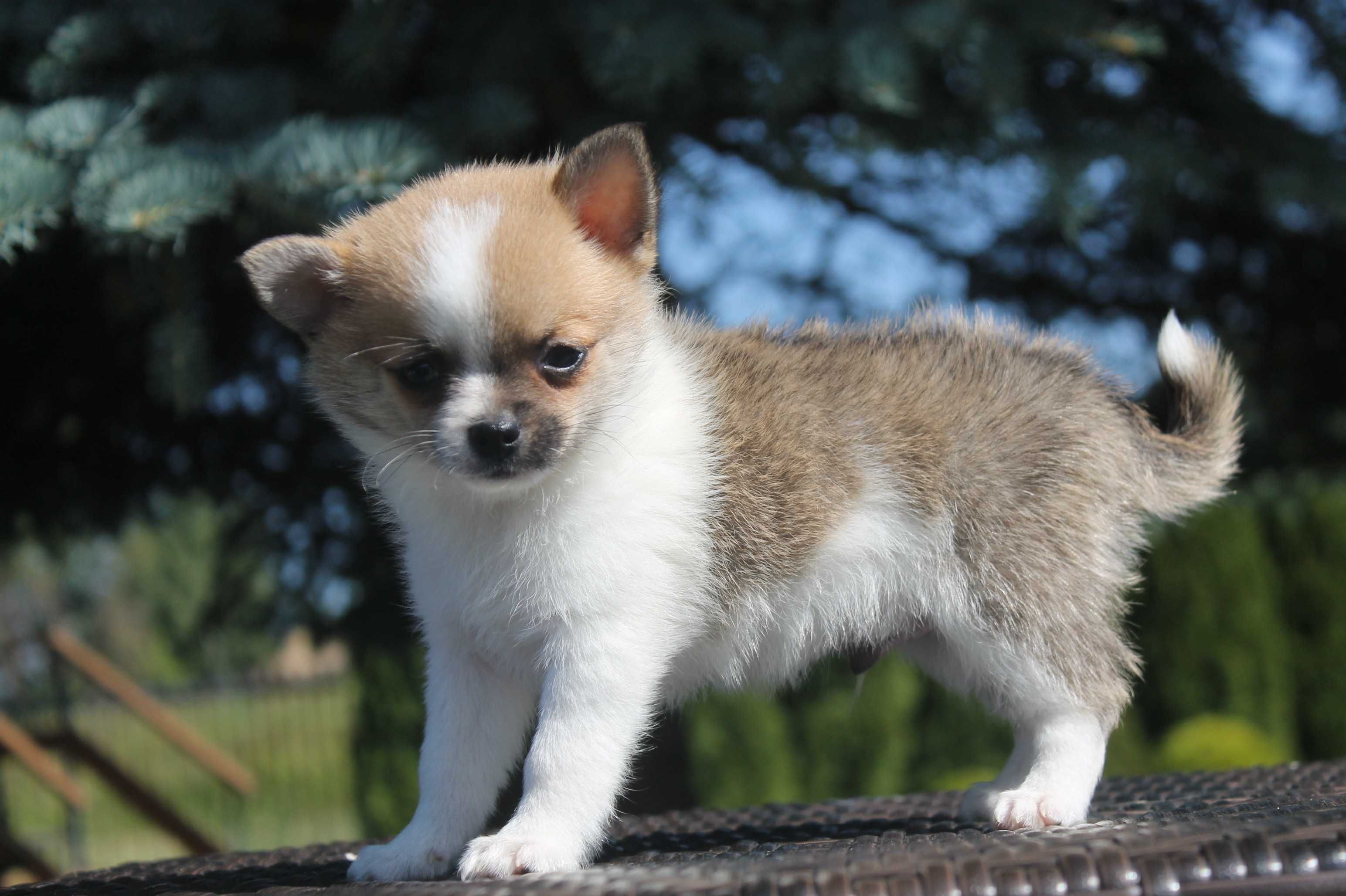 Chihuahua śliczny piesek - już do odbioru