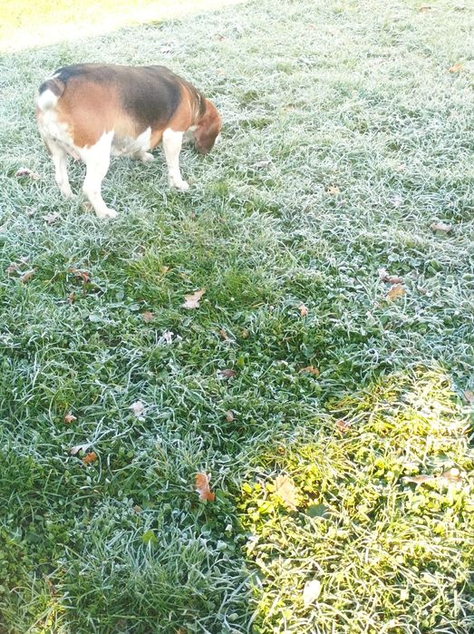 Beagle dorosła suka