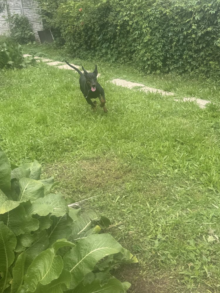 Pies doberman szczeniak