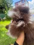 Szpic miniaturowy pomeranian choco-merle