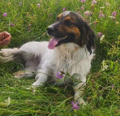 Pilnie! Piesek Balu 2/3  lata szuka domu