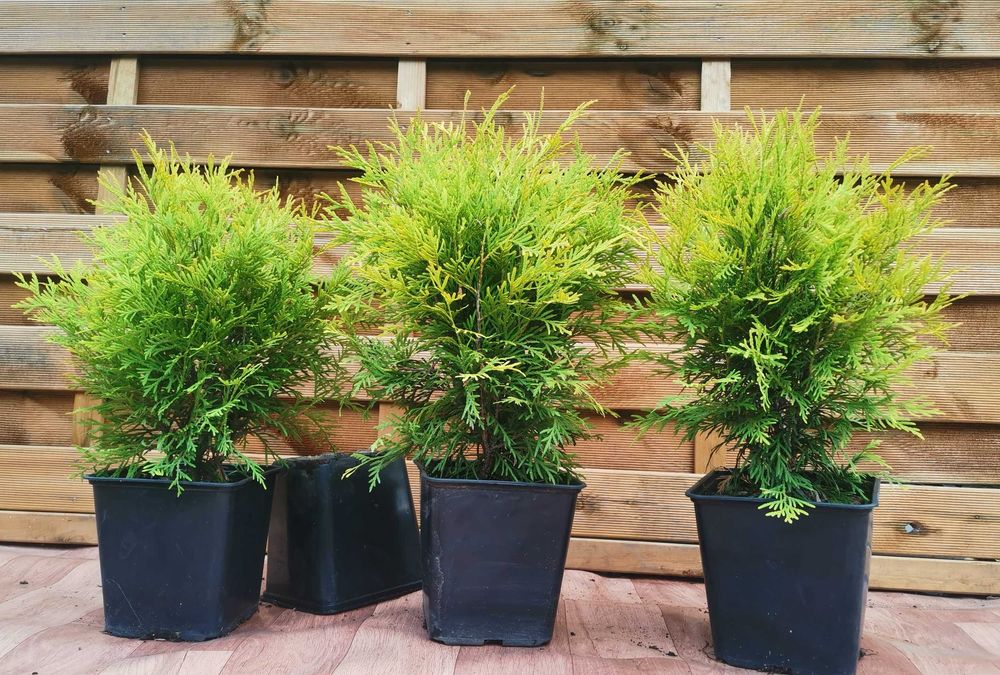 Złota kulka Thuja Golden Globe 4 letnia 6 sztuk