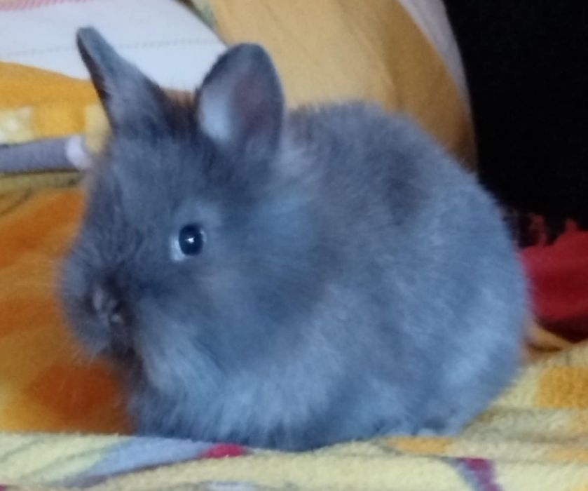 Miniaturki kroliczki