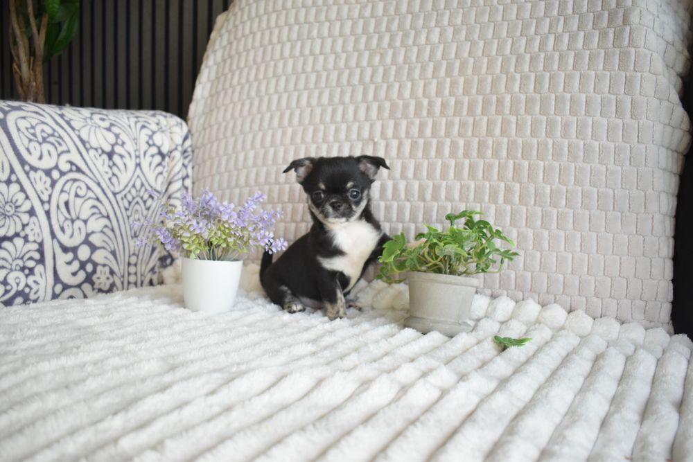 Chihuahua Russo macho miniatura black tan tricolor