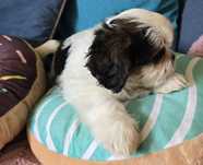 Shih tzu *Szczenięta * tricolor*REZERWACJA
