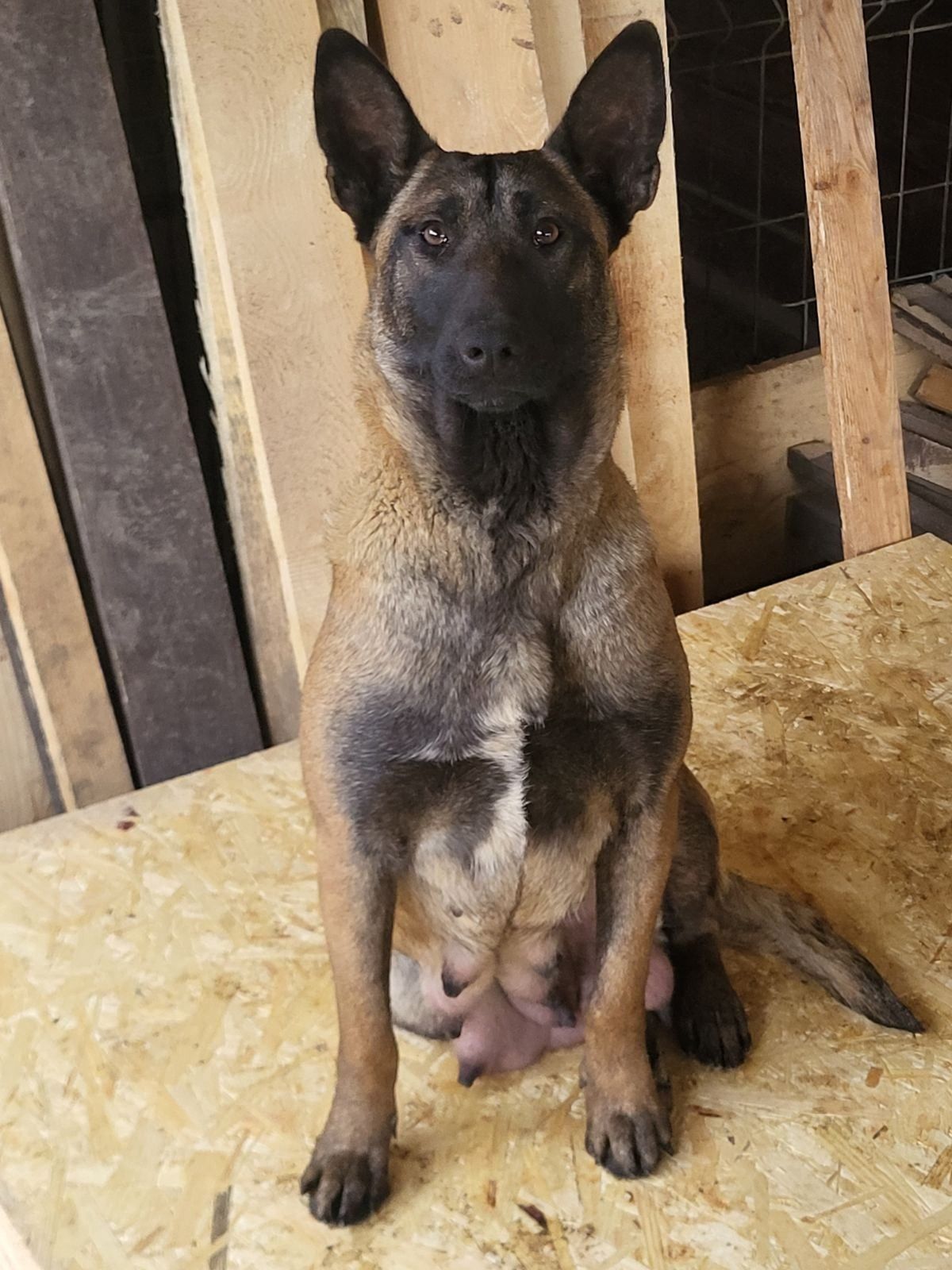Owczarek belgijski Malinois - suczka