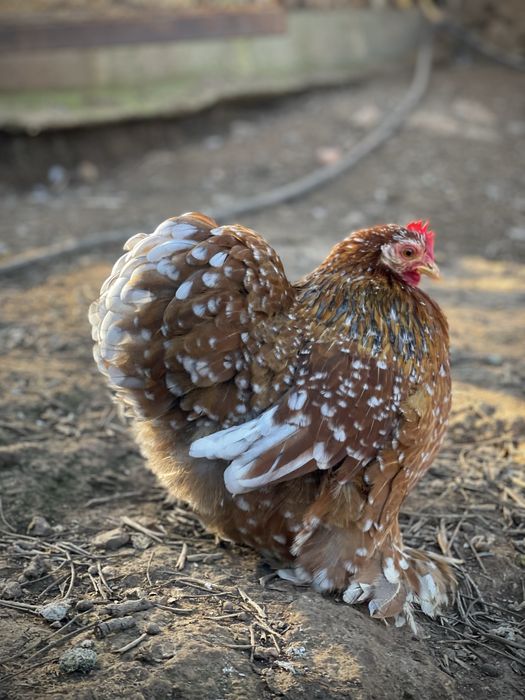 Frangos Pekin 2025