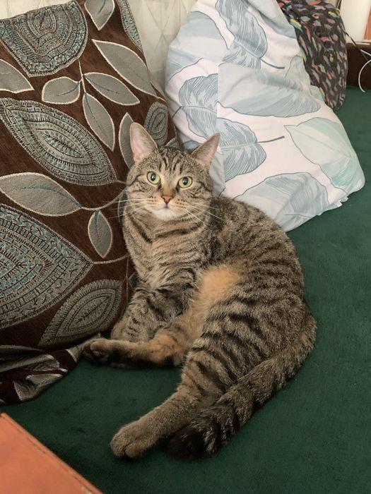 Отдам котика в добрые руки !
