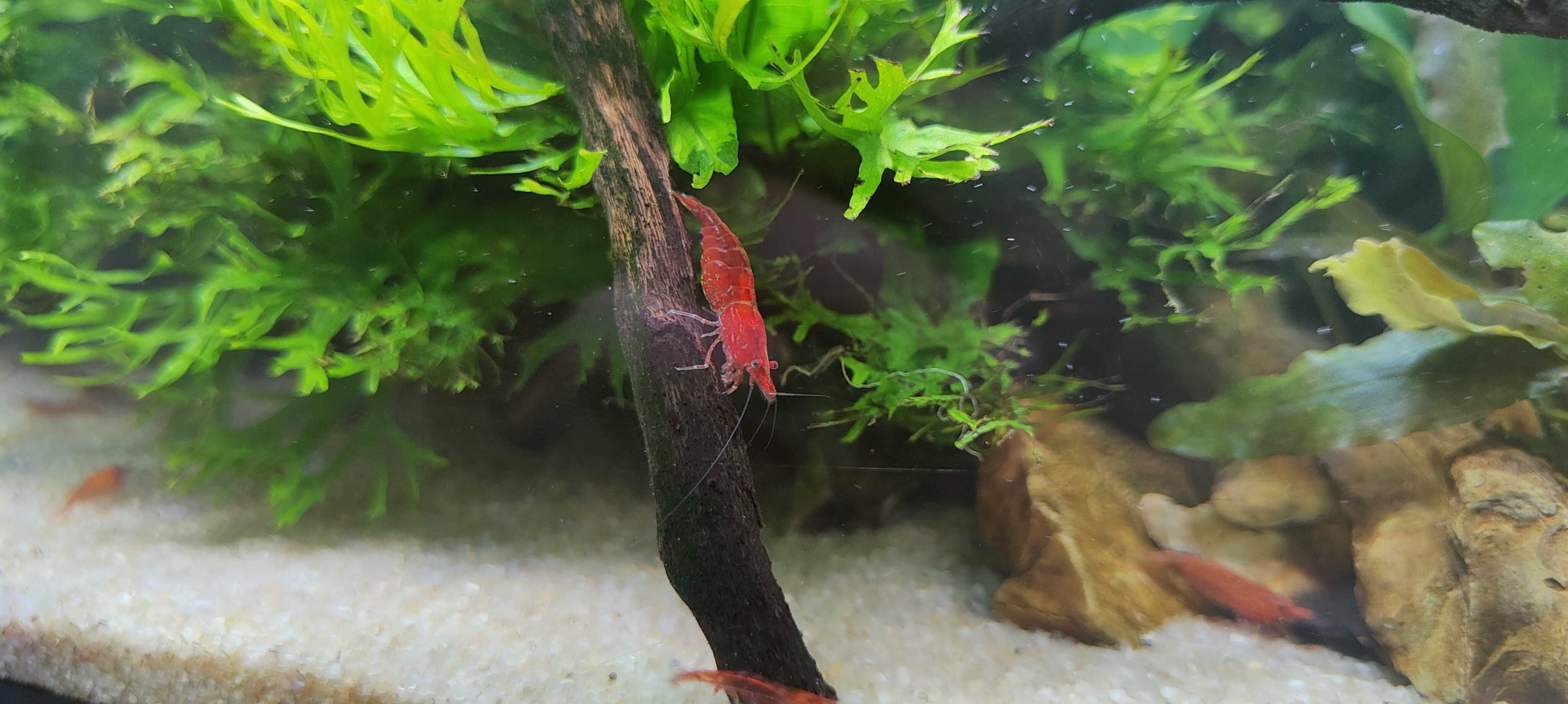 Krewetka Red Cherry 4 zł za sztukę