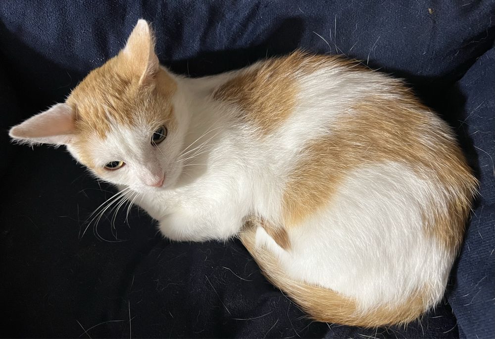 Kochany, tulaśny kocurek Karmelek szuka domku