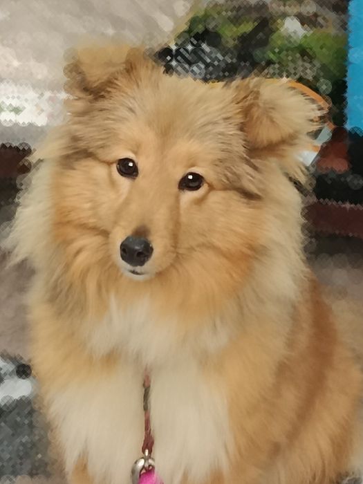 Owczarek szetlandzki