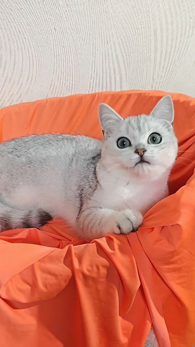 Хлопчик з мигдалевидними очами срібляста шиншила