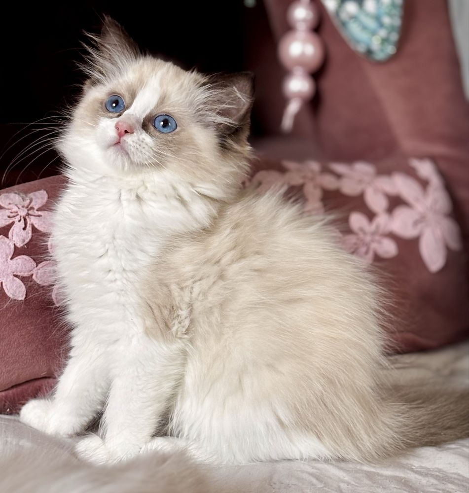 Kotka  Ragdoll - puchata lalka.