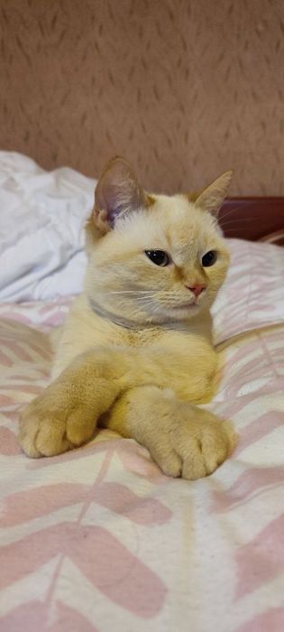 Віддам кошку шотланку