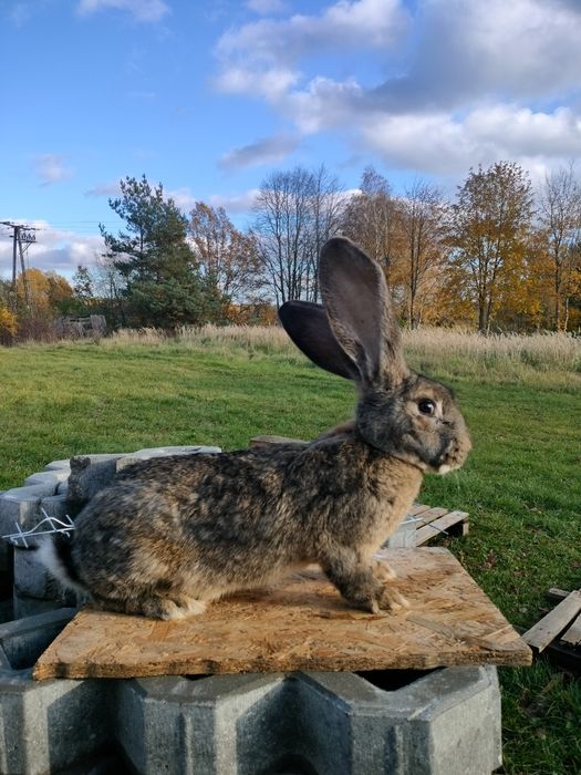 Olbrzym belgijski  samiec