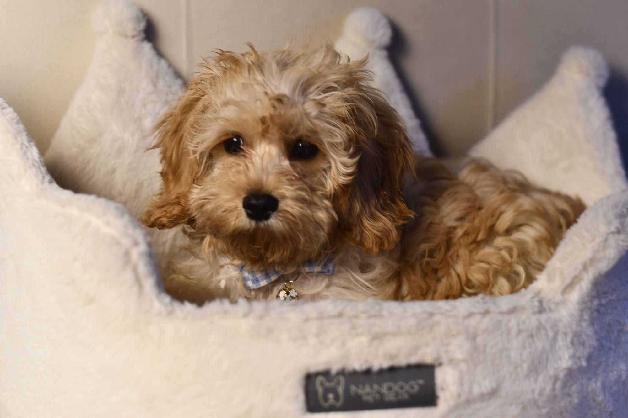 Cavapoo F1  wyjątkowy chłopiec gotowy do odbioru