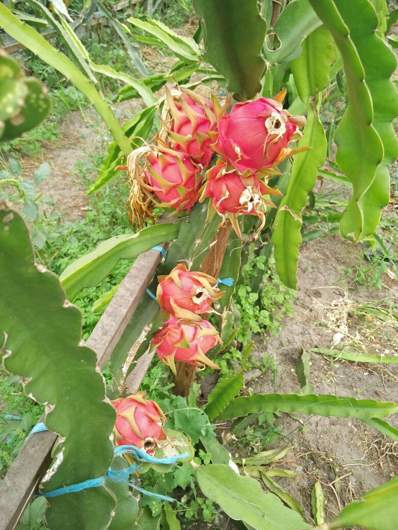 Pitayas, pitaia, fruta dragão Plantas Estacas / Mudas de Pitaya