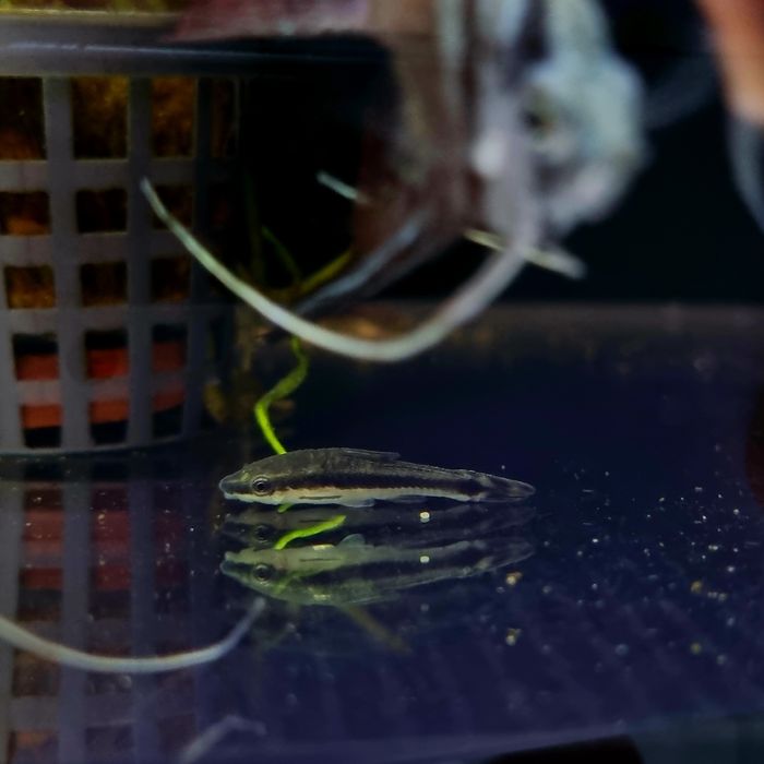 Otosek przyujściowy/ryby na glony