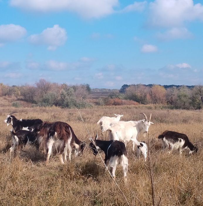 Стадо — 5 коз (2 зааненские + 3 помесь), дойные, спокойные