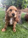 Cocker Spaniel Angielski czekoladowa suczka