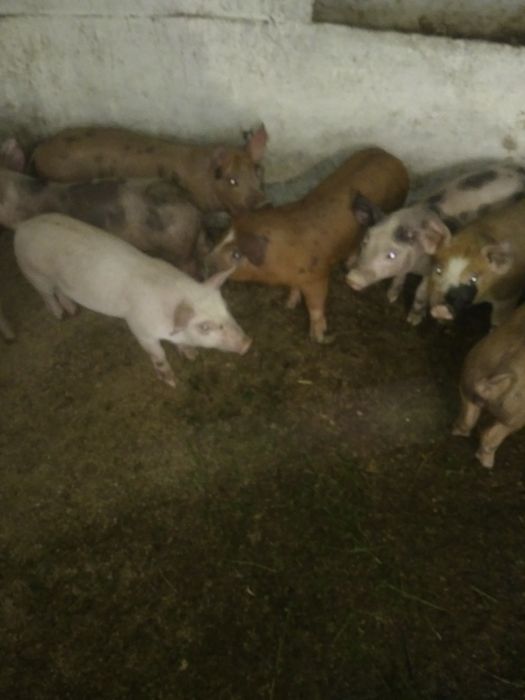 Продам поросята петрен дюрок