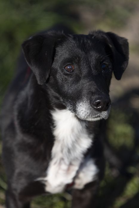 Czekam na dom - Agent