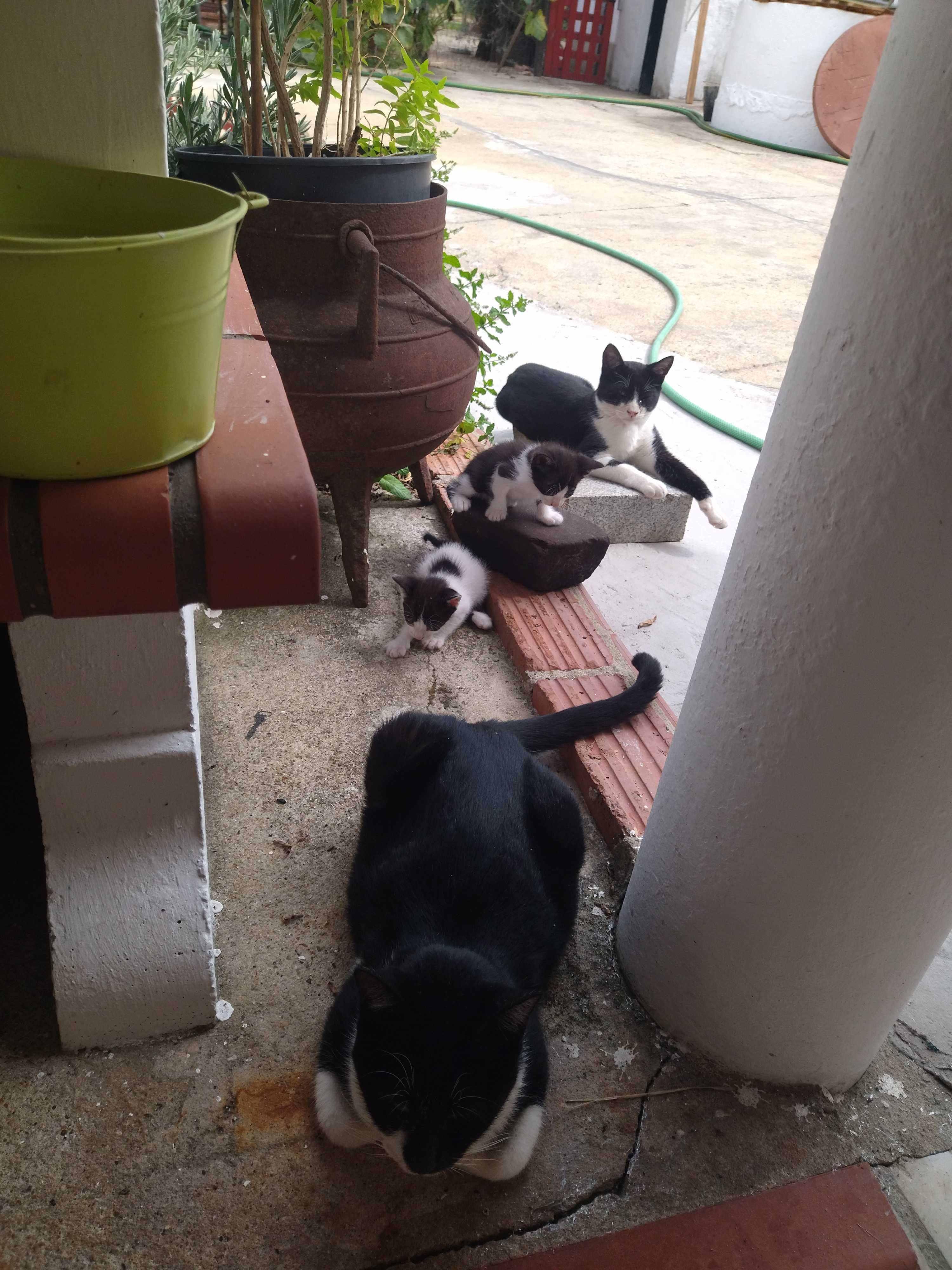 Gatinhos para dar