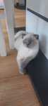 Kot brytyjski ( Scottish fold) w kolorze point