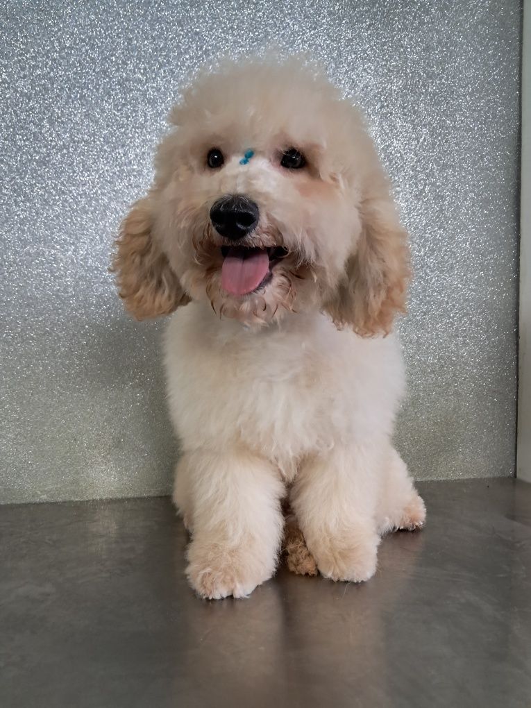 Maltipoo disponível