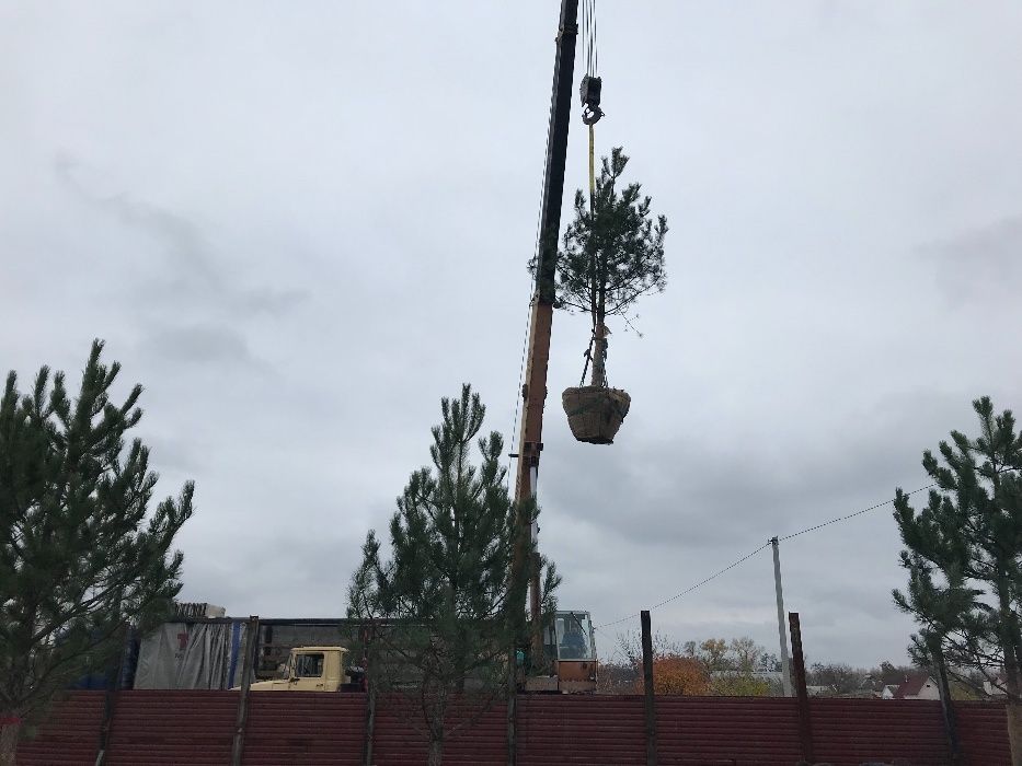 Сажанці сосна кримська Береза клен липа платан Туя