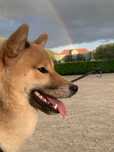 Shiba Inu Rodowów