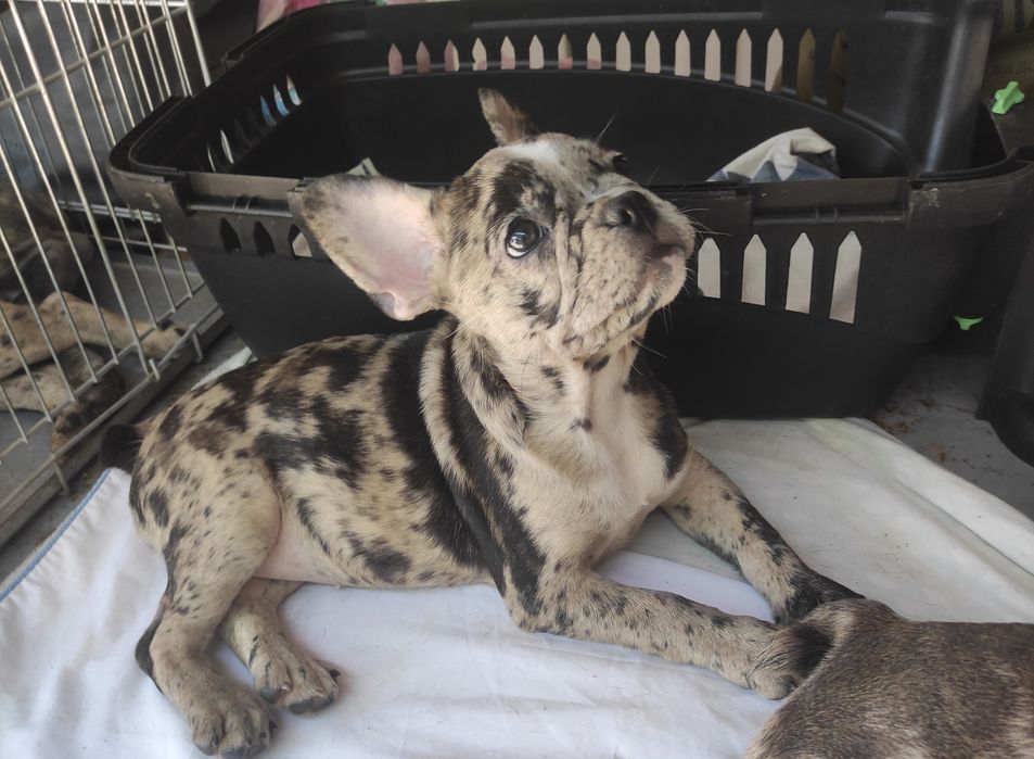 Щенки Французского бульдога.