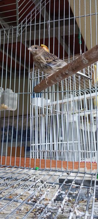 Canários novos anilhados