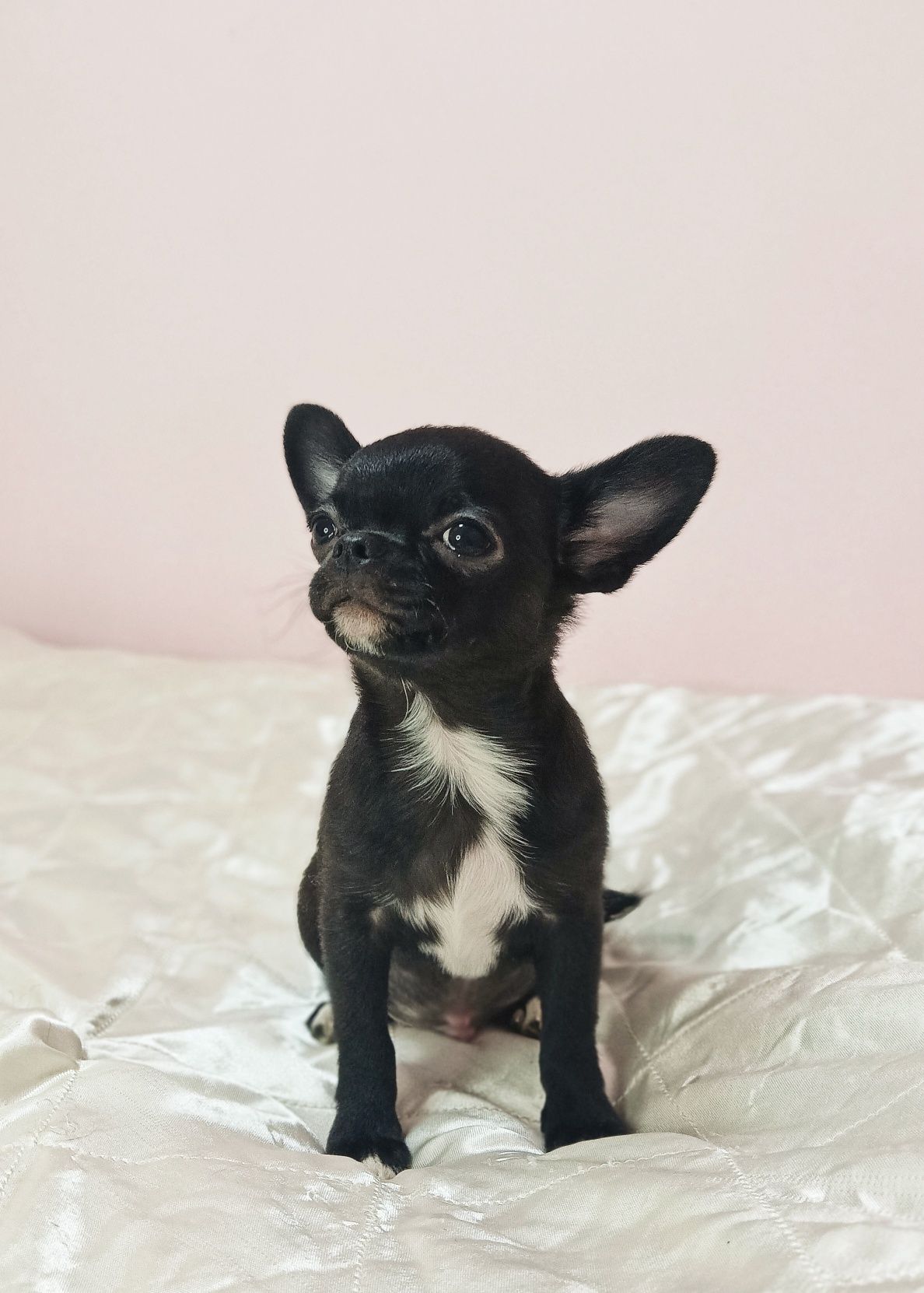Chihuahua krotkowłosy "ARON" całuśnik i przytulas  FCI/ ZKWP