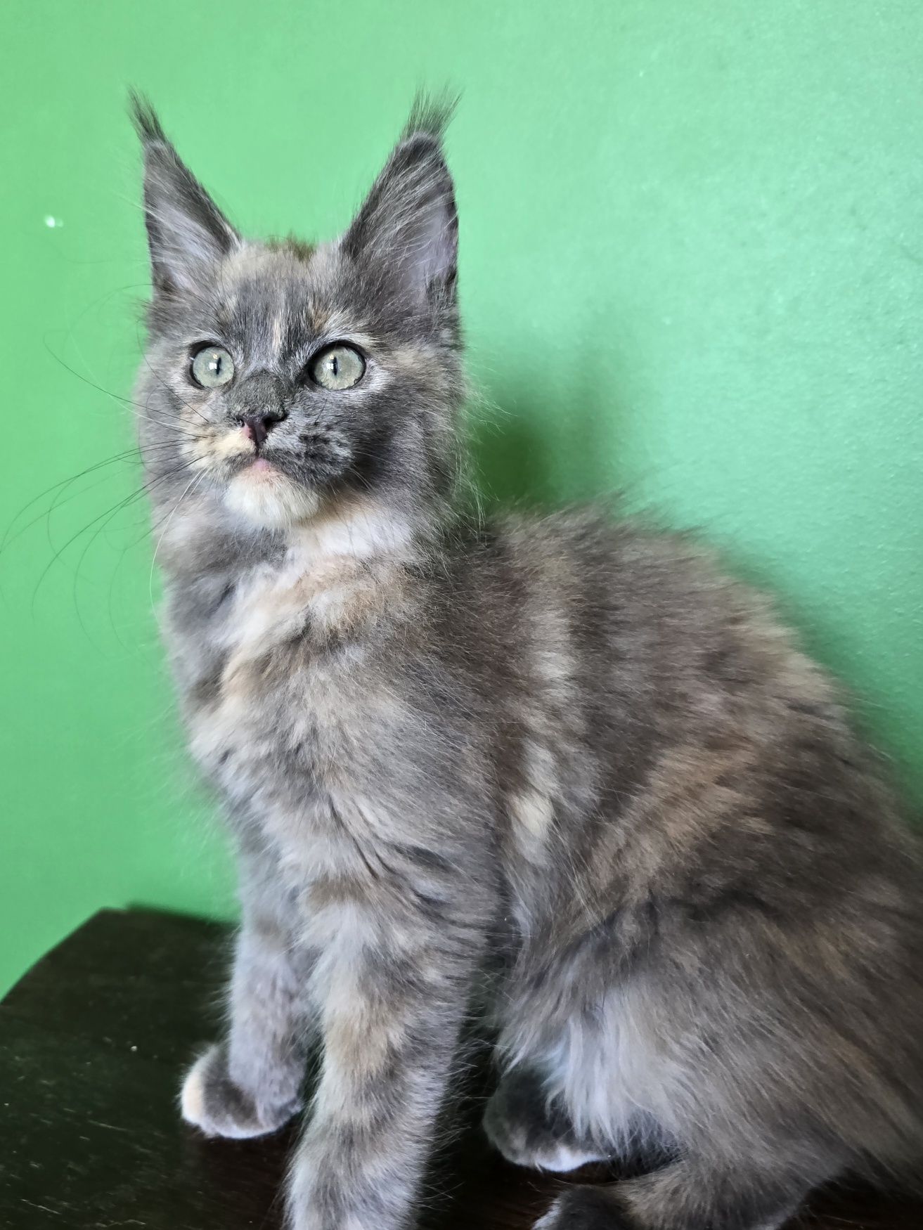 Koteczka,  kotka Maine Coon