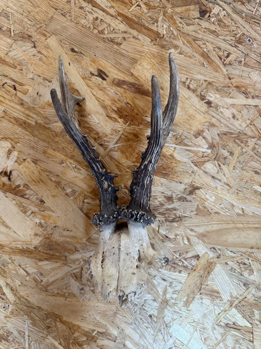 Na sprzedaż – trofeum myśliwskie parostki kozła