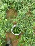 Papryka Jalapeno zielona 10 kg