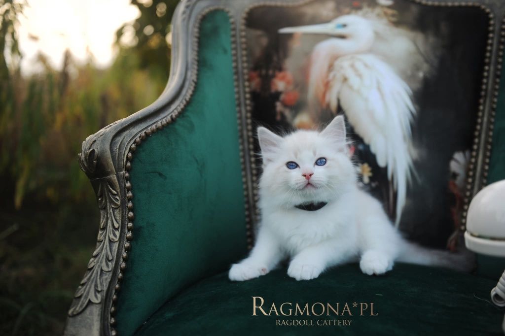 Kocurek ragdoll seal bicolour lynx kociak