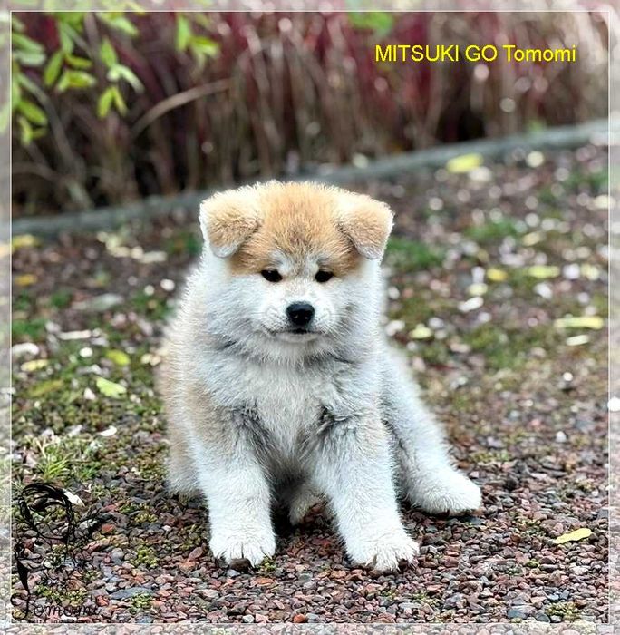 AKITA czerwony szczeniak ZKwP + AKIHO