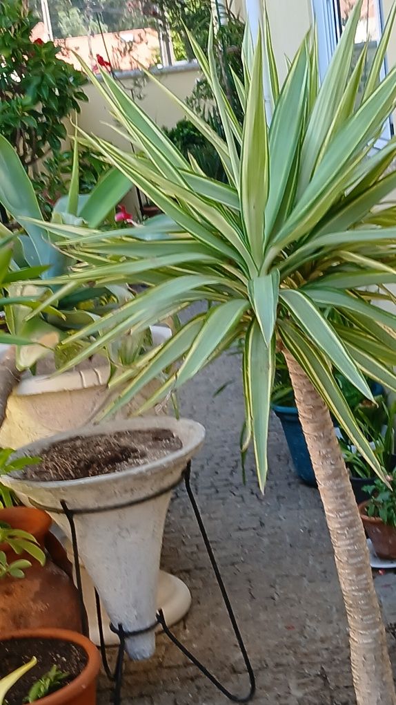 Planta Yuca gloriosa duas cores. lindíssima para uma sala soalheira