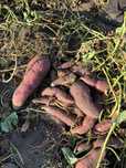 Batata Doce excelente sabor